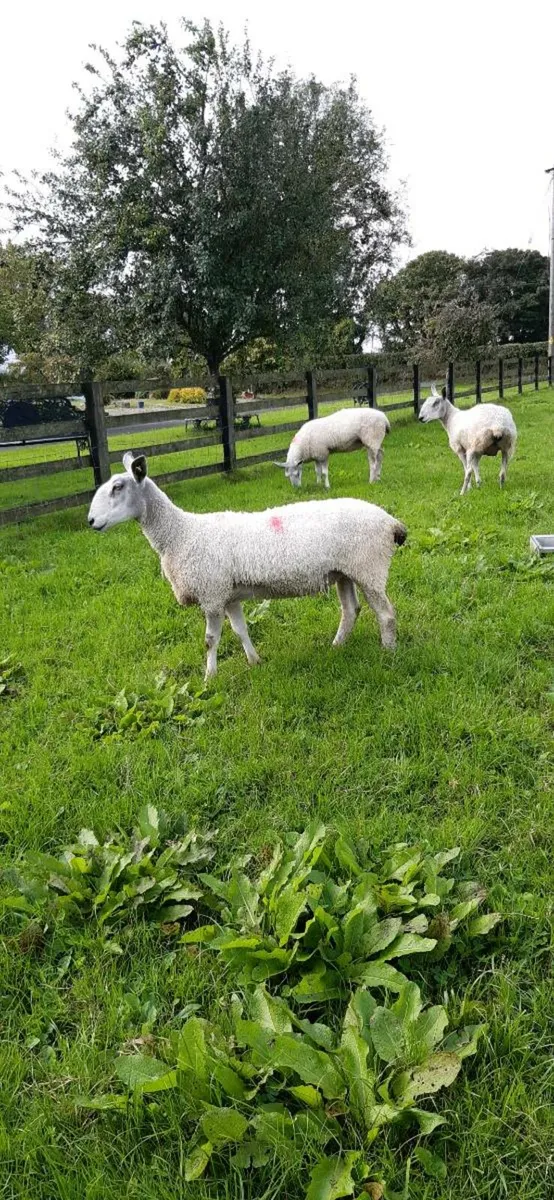 Pedigree blue faced Leicesters - Image 1