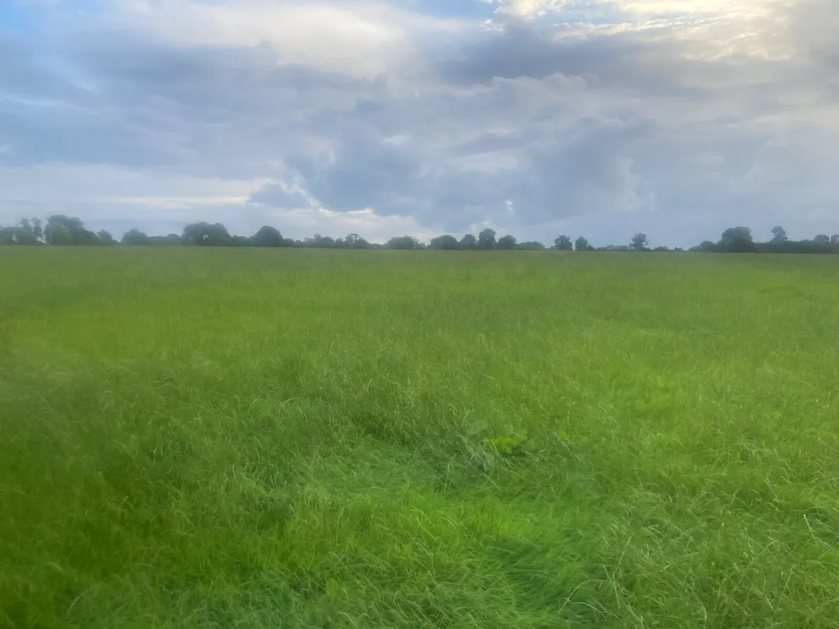 Meadow - Image 1