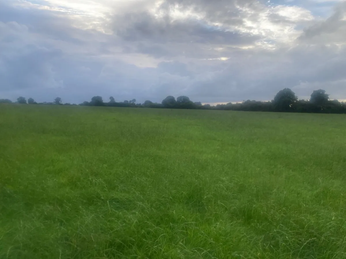 Meadow - Image 2