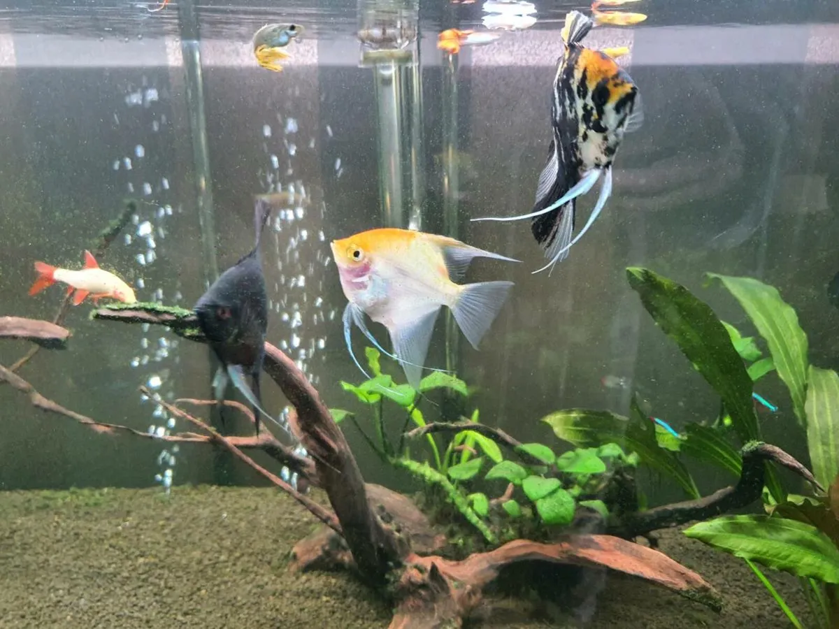 Tropical fishes - Image 1