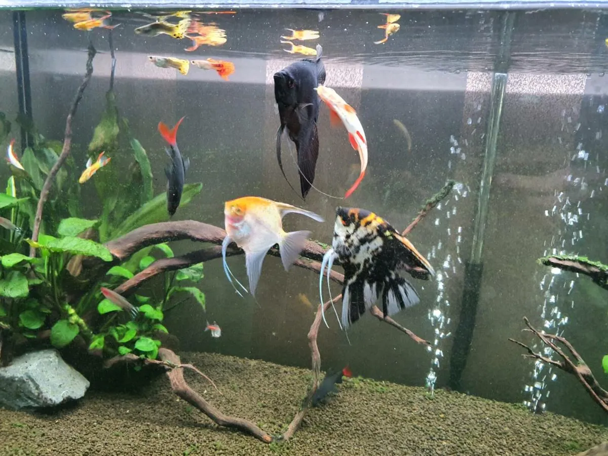 Tropical fishes - Image 2