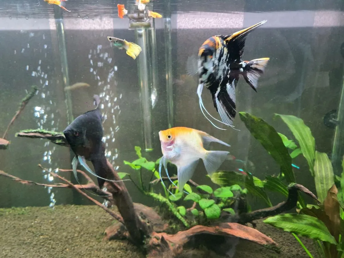 Tropical fishes - Image 3