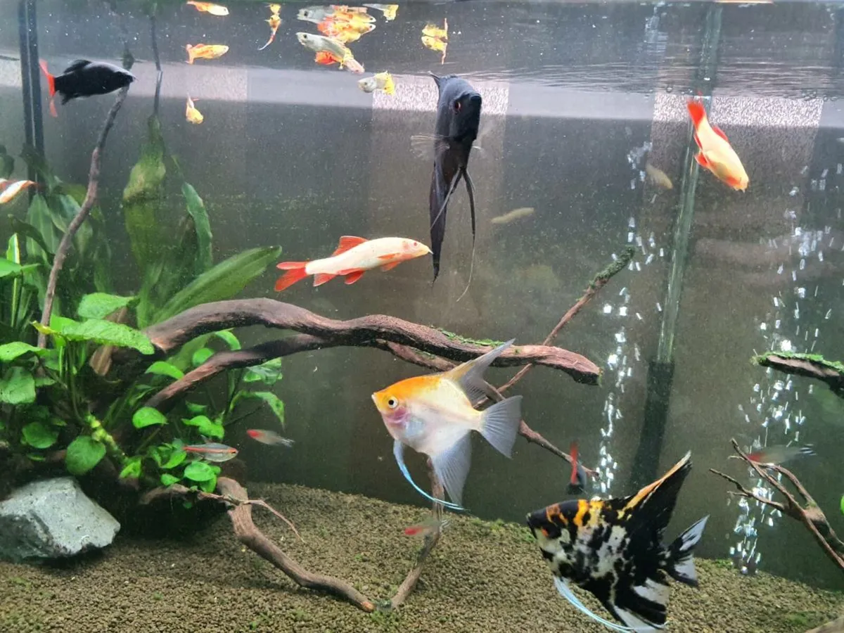Tropical fishes - Image 4