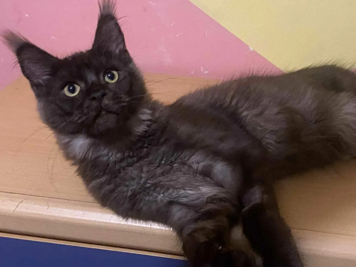 Maine Coon kittens - Image 4
