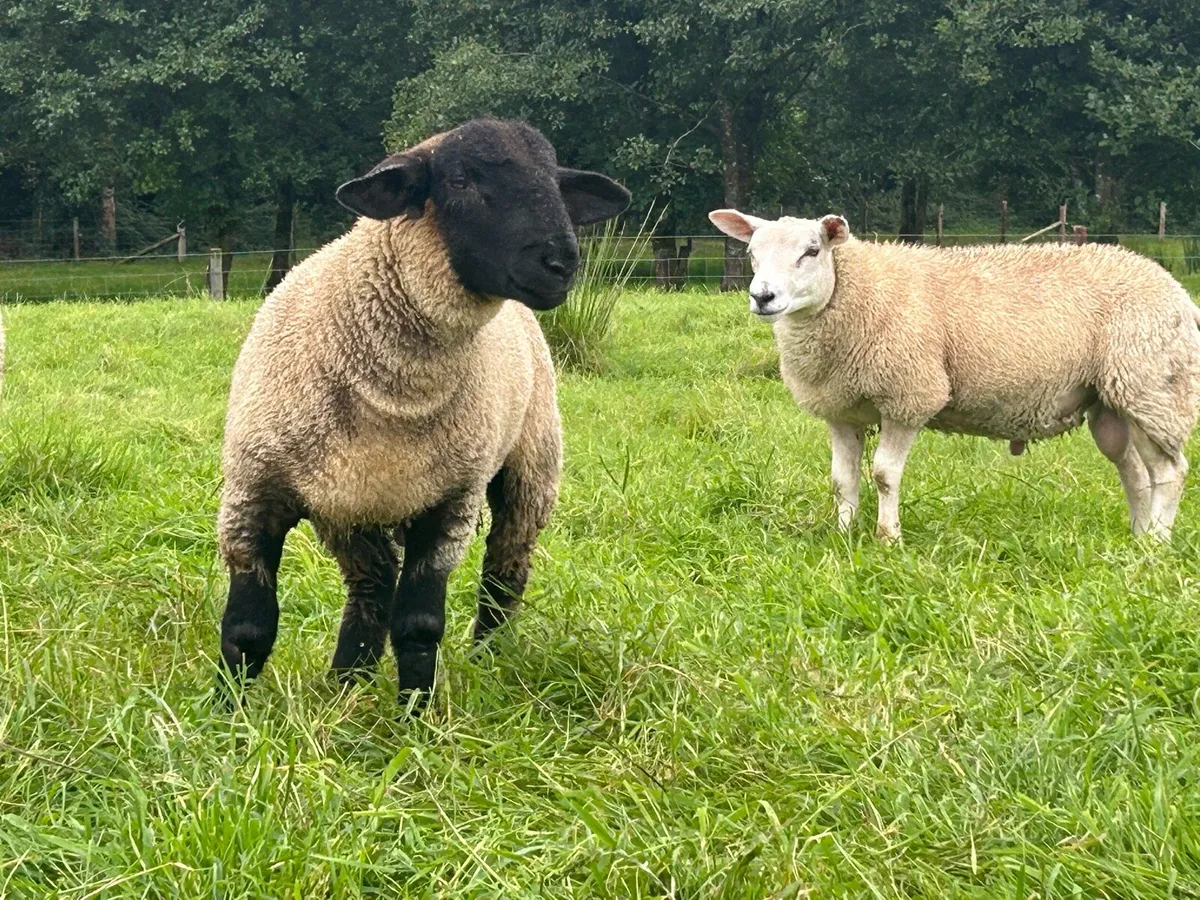 Ram lambs - Image 3