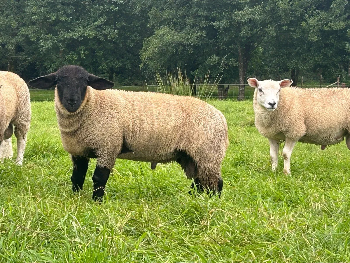Ram lambs - Image 4