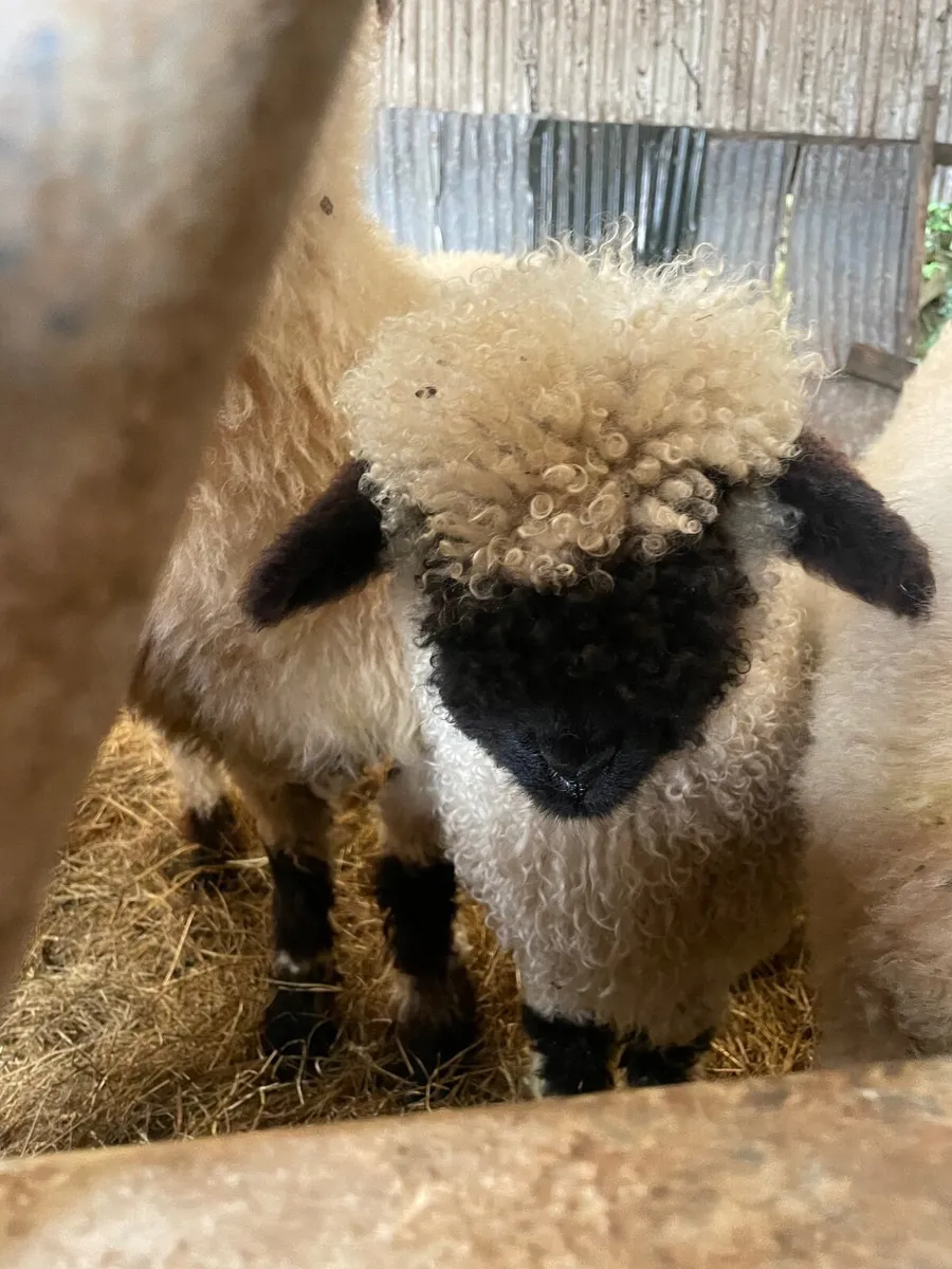 Valais Blacknose Lambs - Image 2