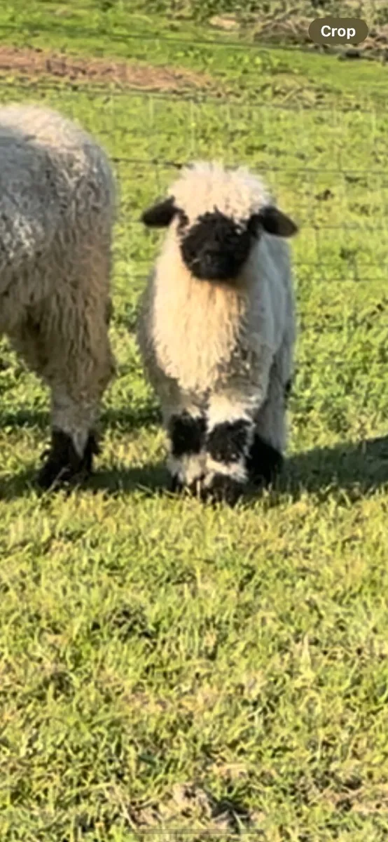 Valais Blacknose Lambs - Image 3