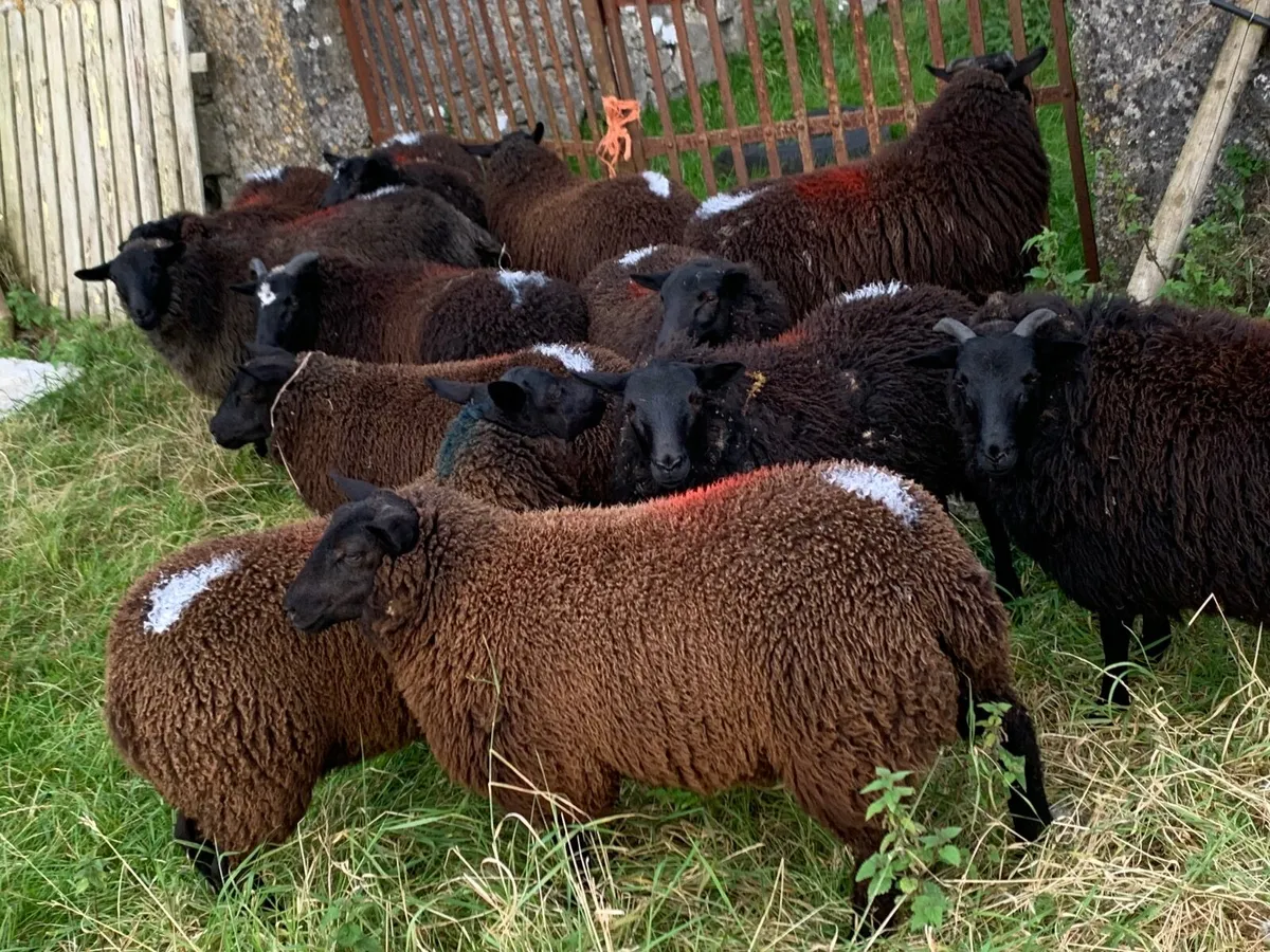 Ewe lambs - Image 4