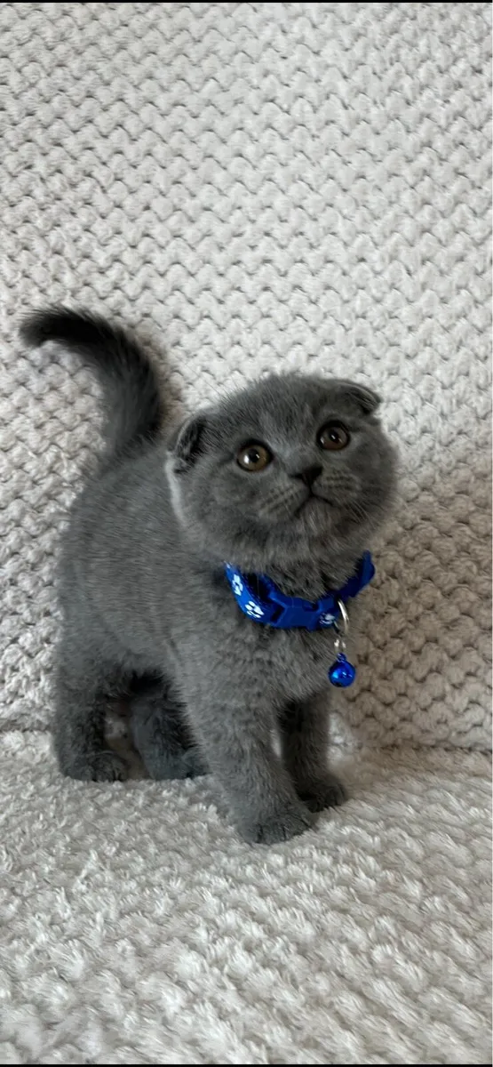 British and Scottish fold 1 boy left 🥰🐈‍⬛ - Image 1