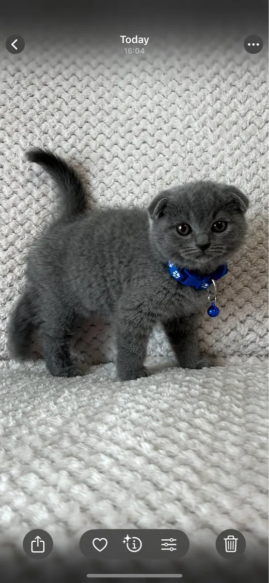 British and Scottish fold 1 boy left 🥰🐈‍⬛ - Image 2