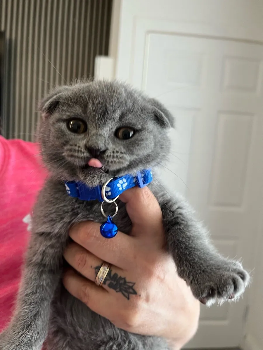 British and Scottish fold 1 boy left 🥰🐈‍⬛ - Image 3
