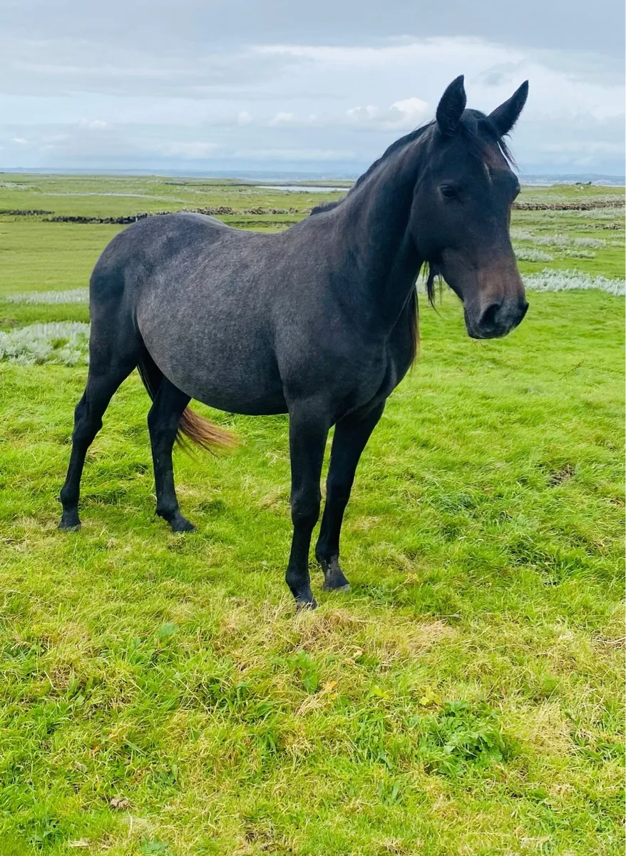 2yr old Gelding