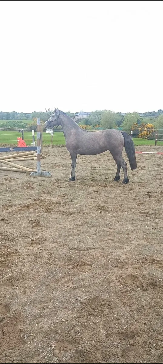 3 year old Part Bred Connemara - Image 2