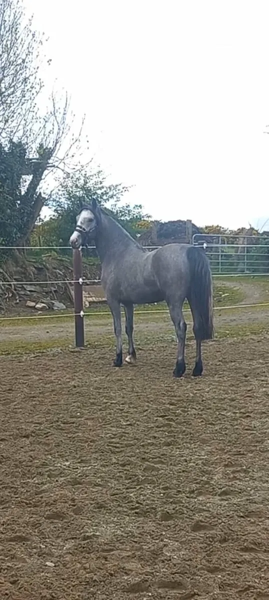 3 year old Part Bred Connemara - Image 1