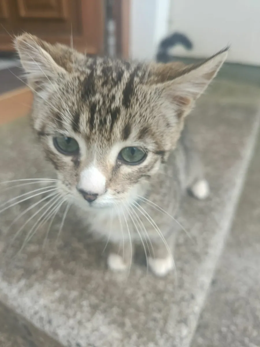 Kitten - Image 1