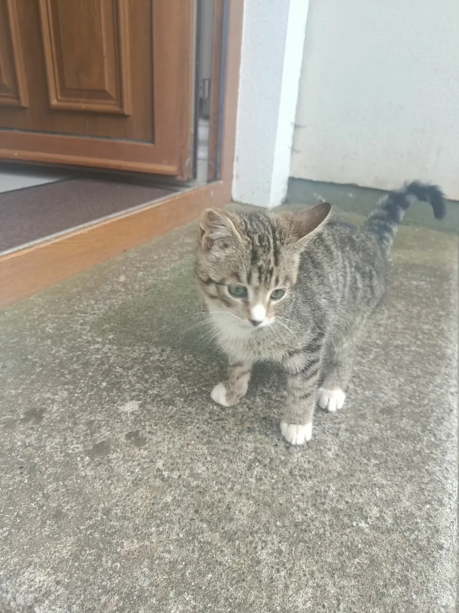 Kitten - Image 2