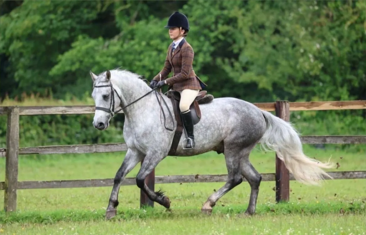 Pony - Image 1