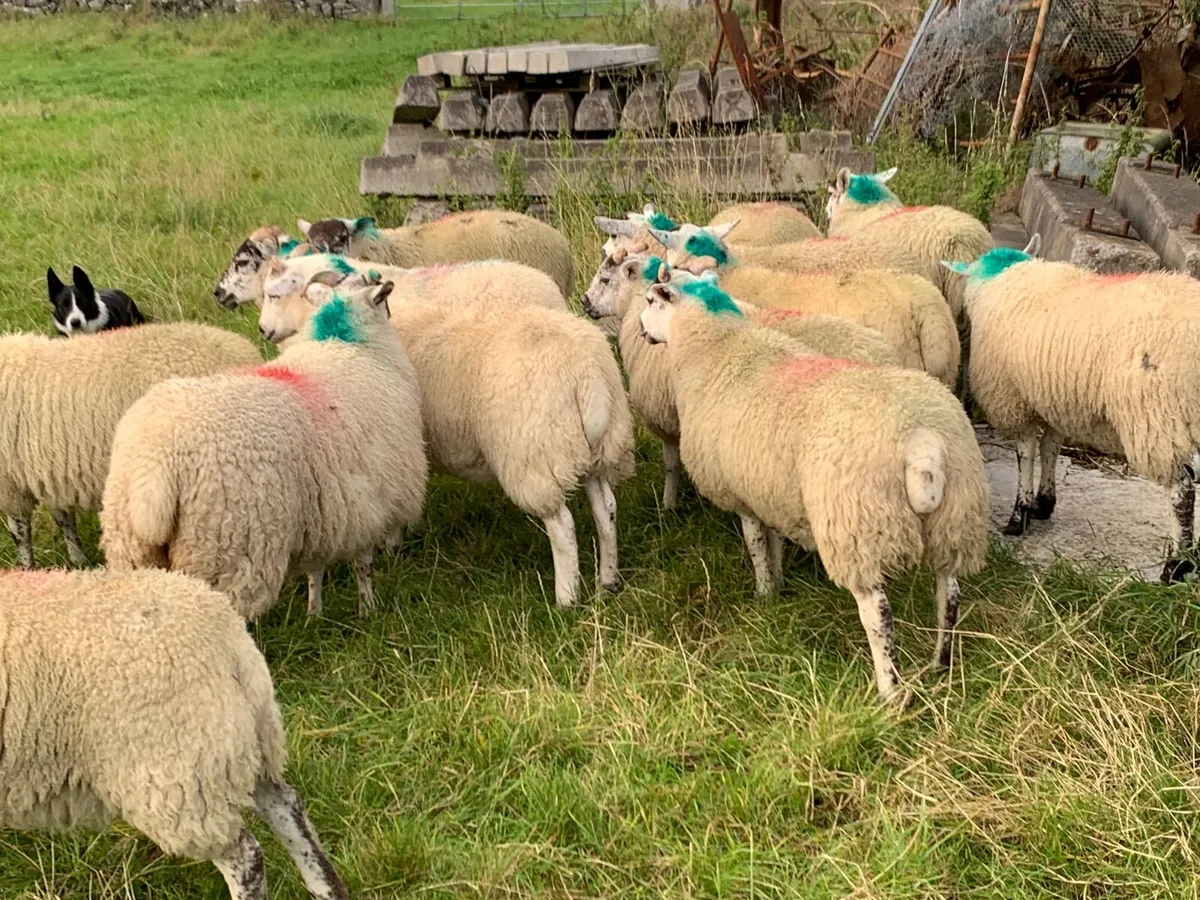 Ewe lambs - Image 2