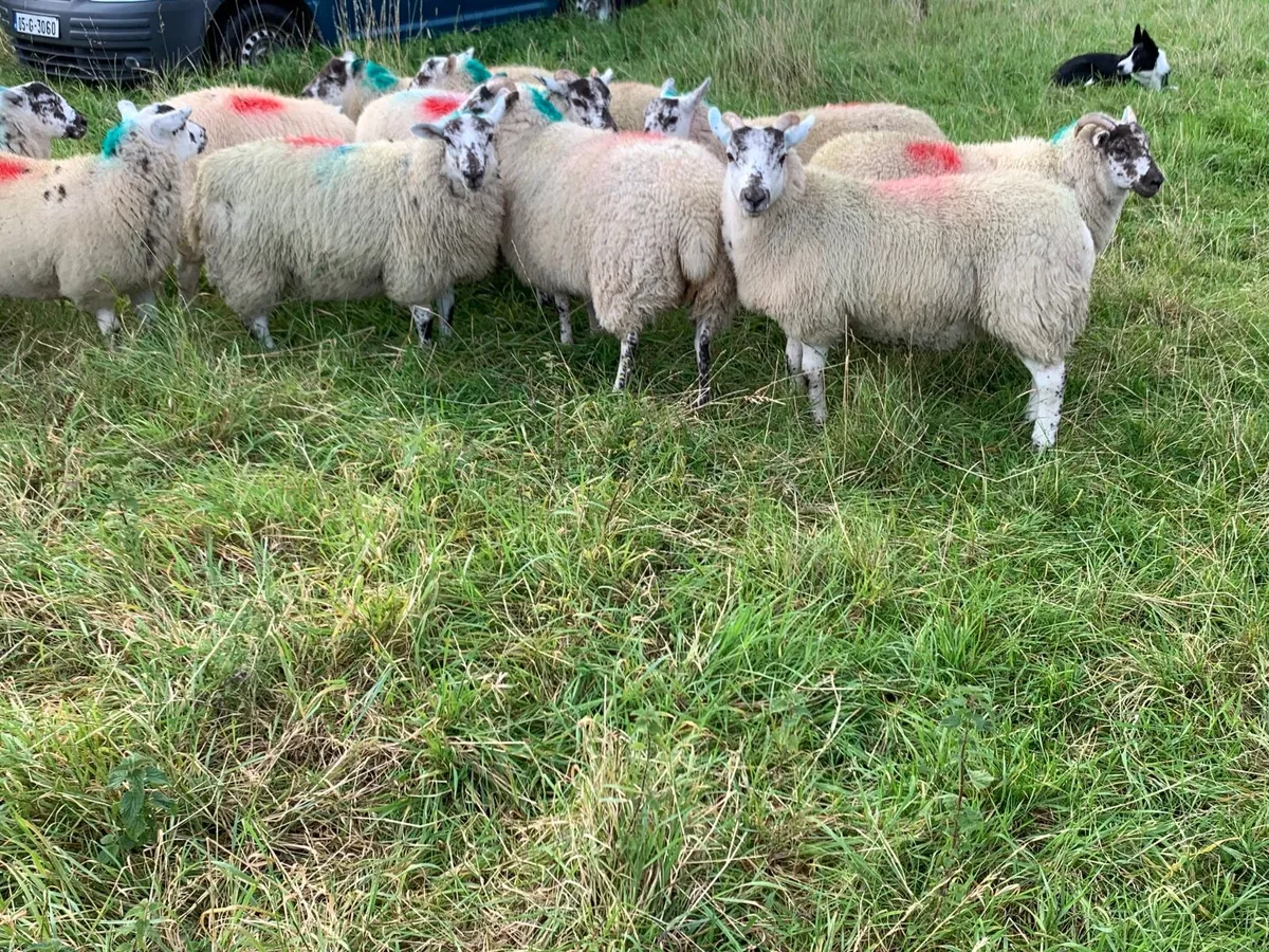 Ewe lambs - Image 3