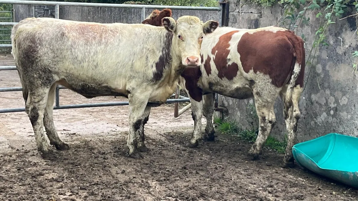 Roan Bulling heifers €2050 - Image 3