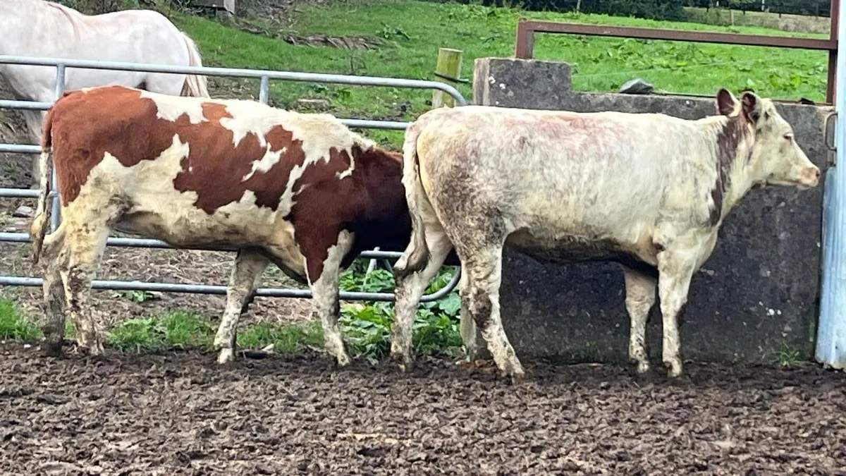 Roan Bulling heifers €2050 - Image 4