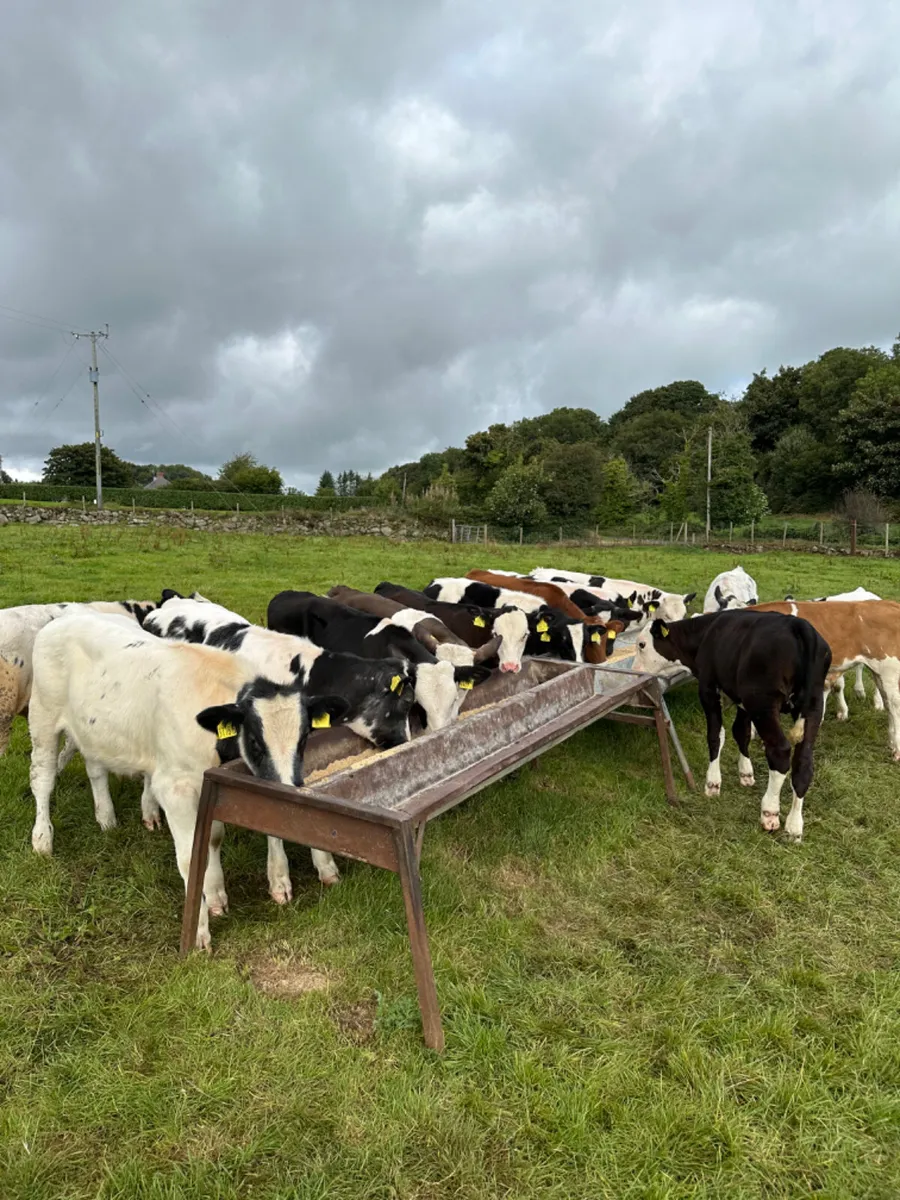 Blue Fkv and Hereford bulls - Image 3