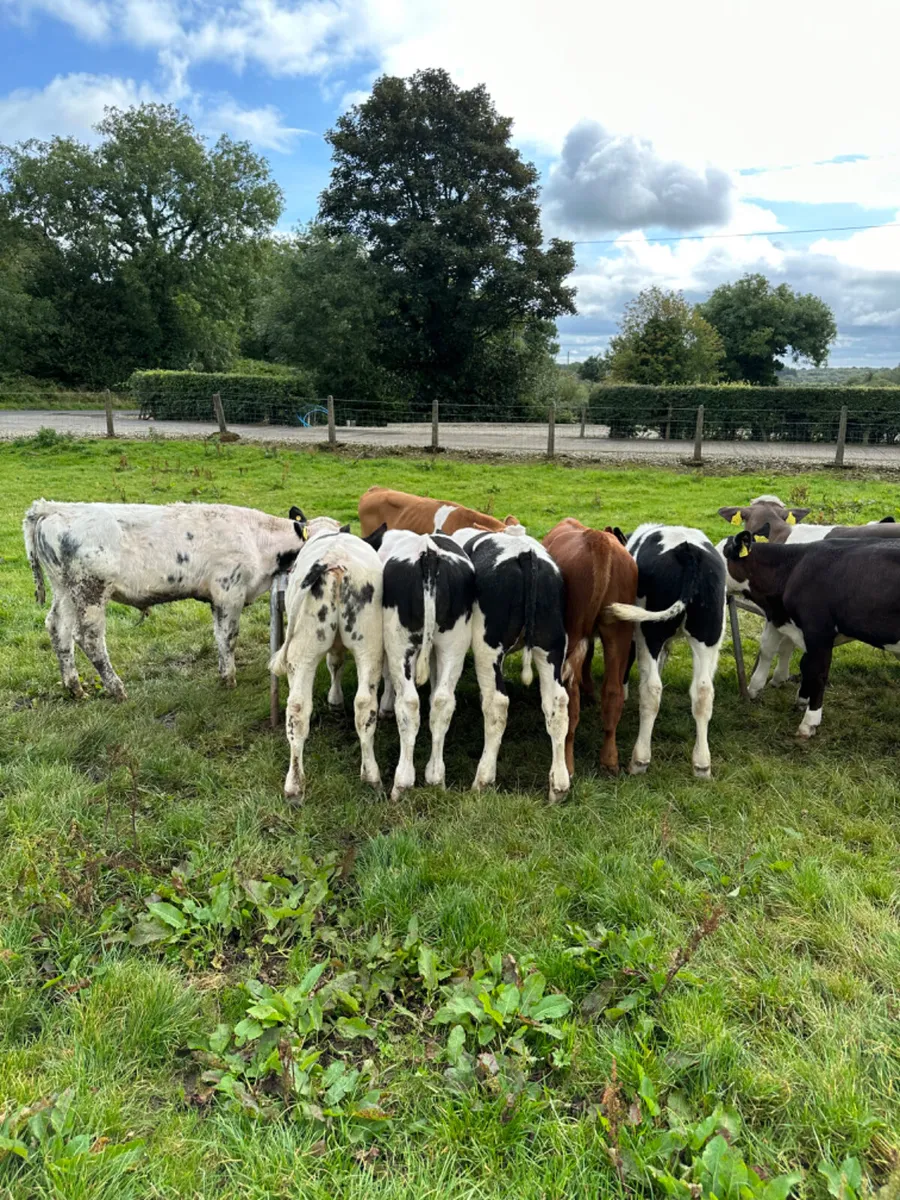 Blue Fkv and Hereford bulls - Image 1