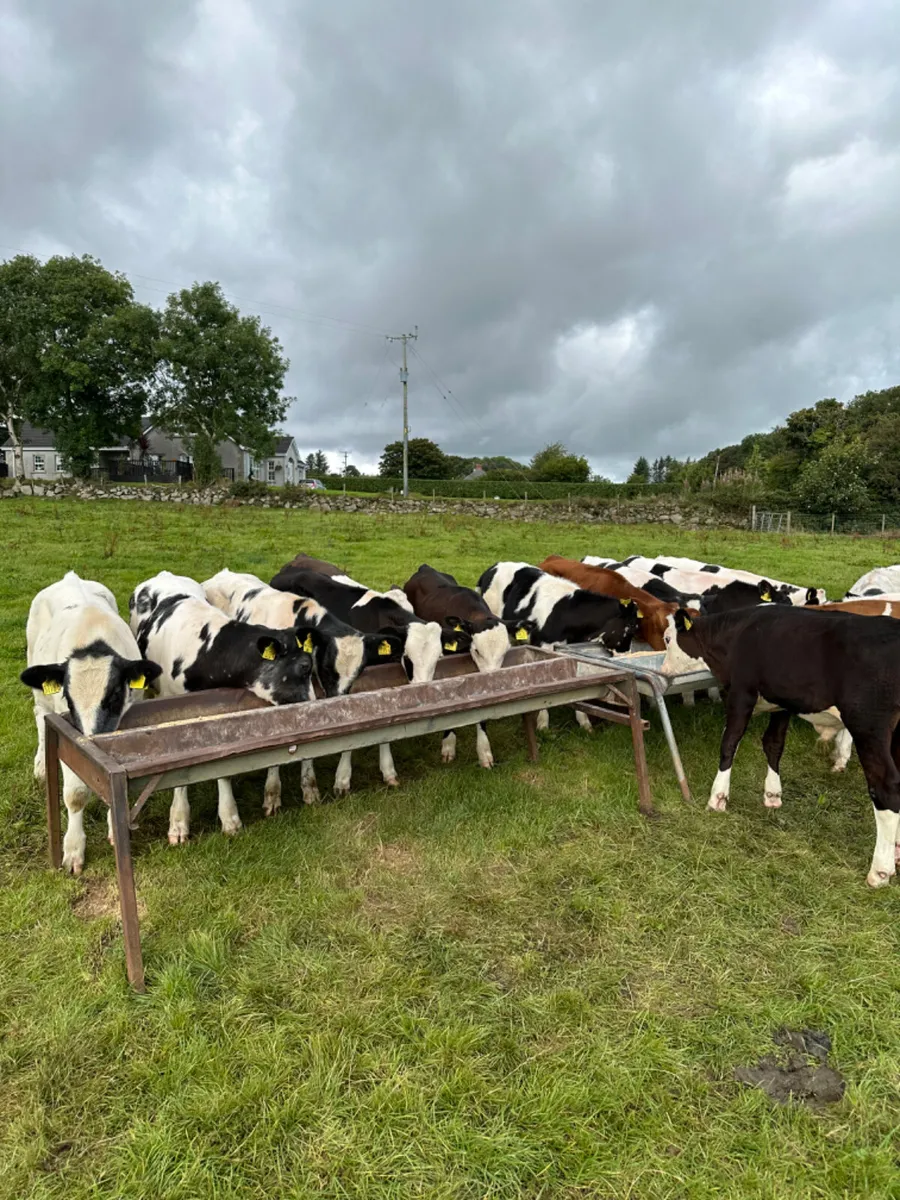 Blue Fkv and Hereford bulls - Image 4