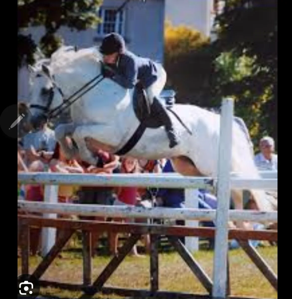 3 year old Part Bred Connemara - Image 3