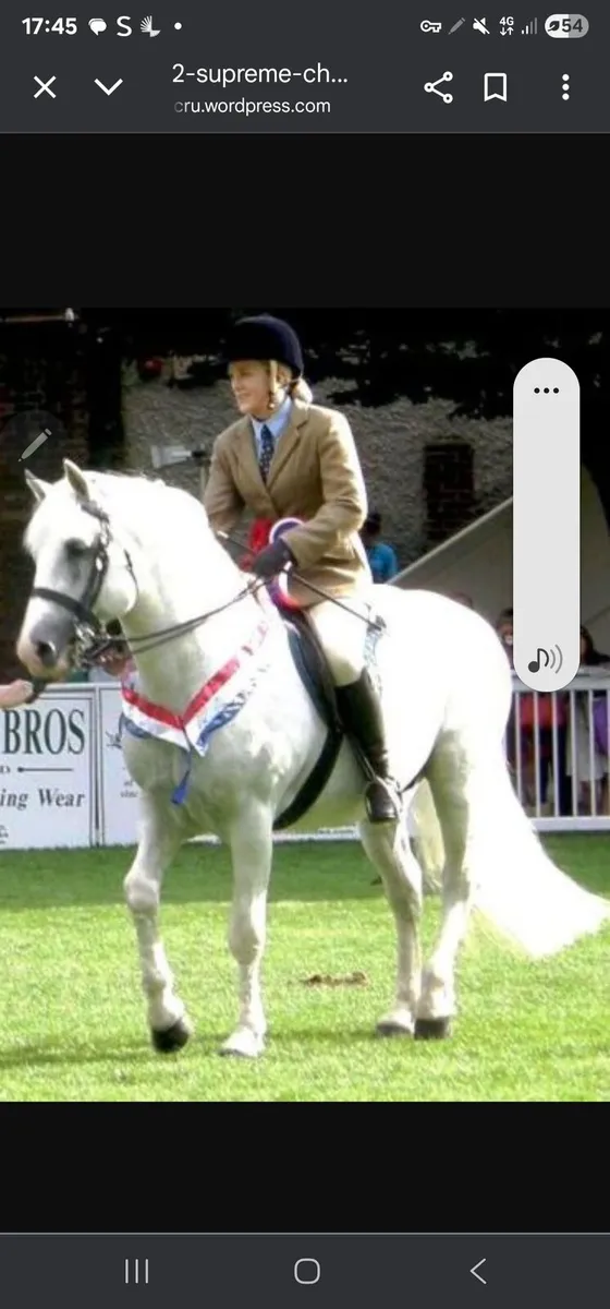 3 year old Part Bred Connemara - Image 4