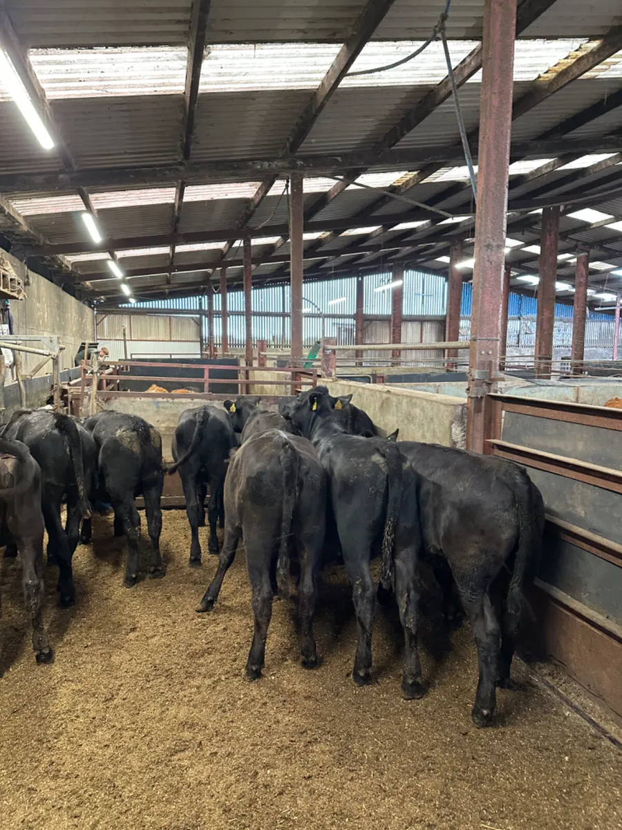 Angus heifers - Image 4