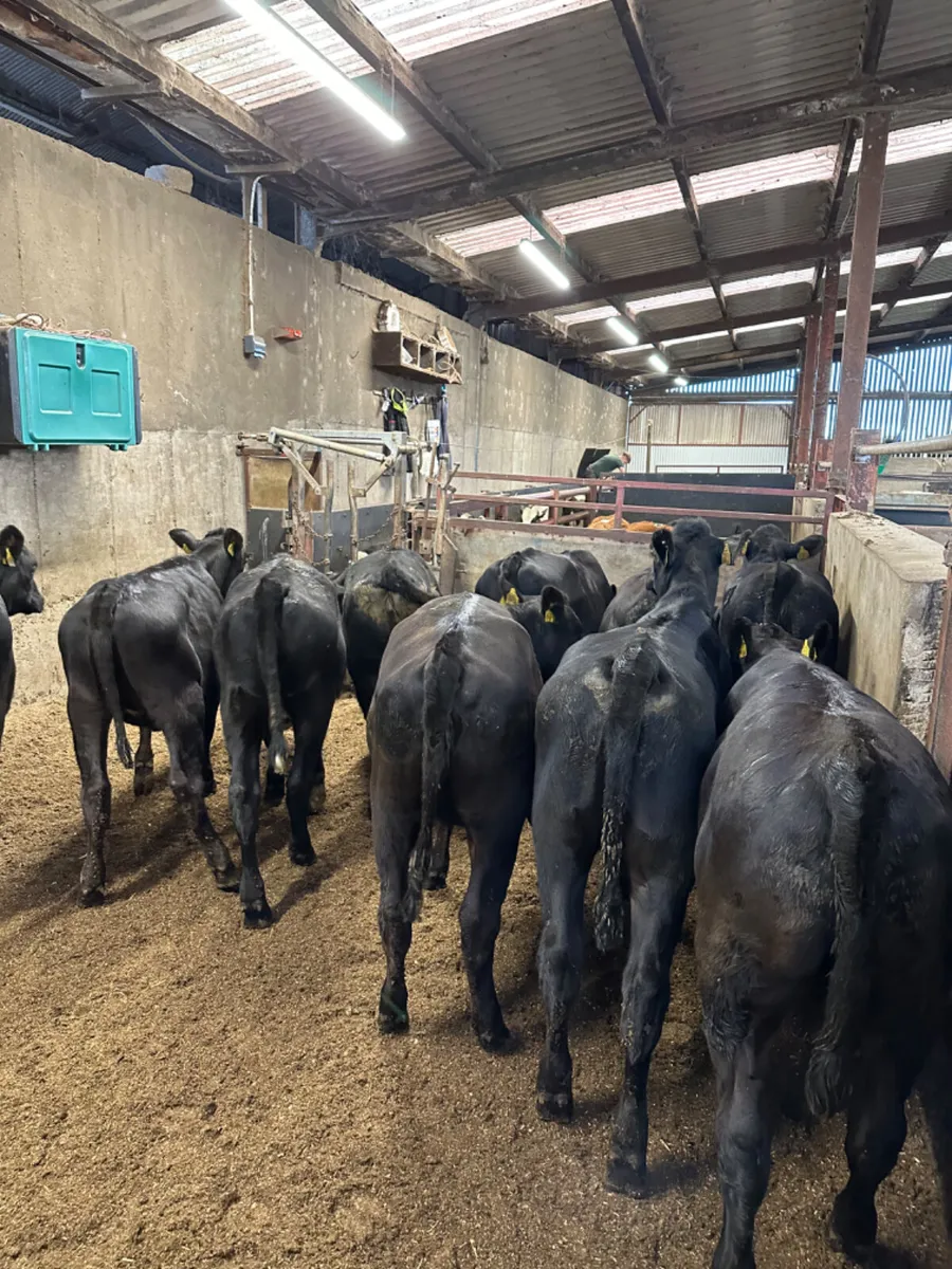 Angus heifers - Image 3