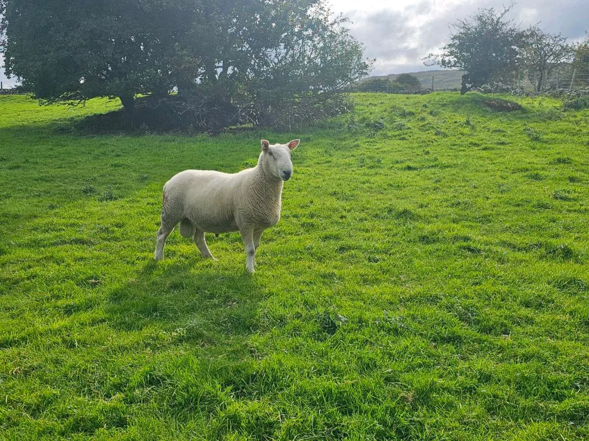 5🌟 North Country Cheviot - Image 1