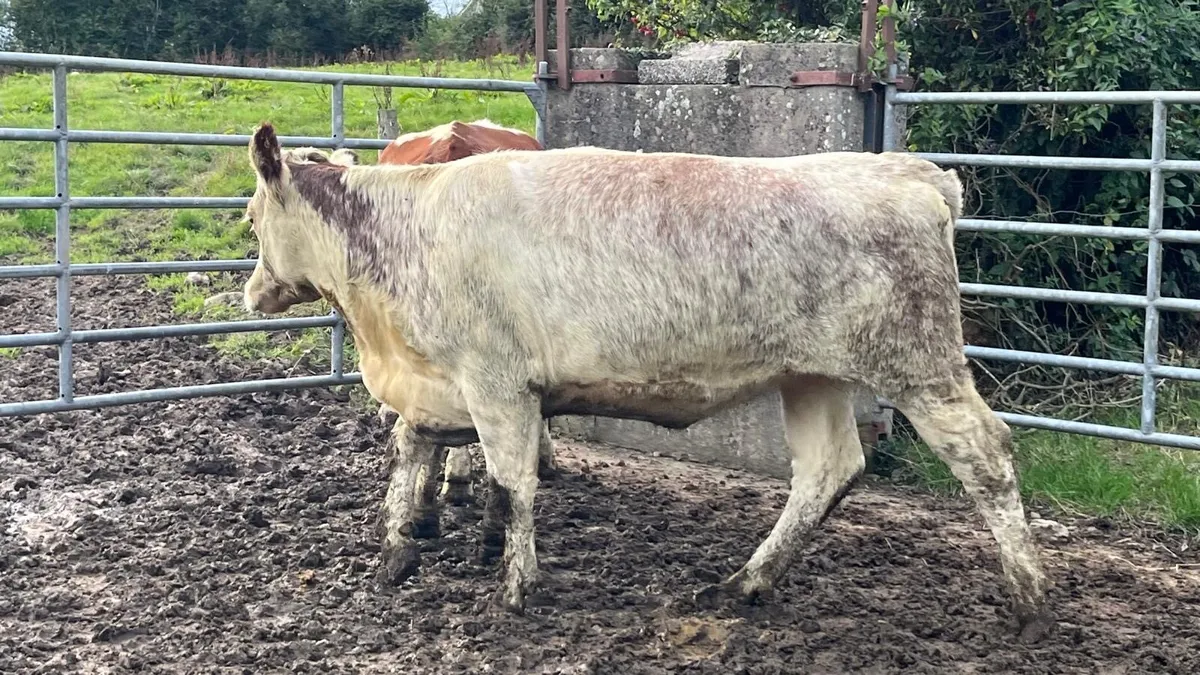 Roan Bulling heifers €2050 - Image 2
