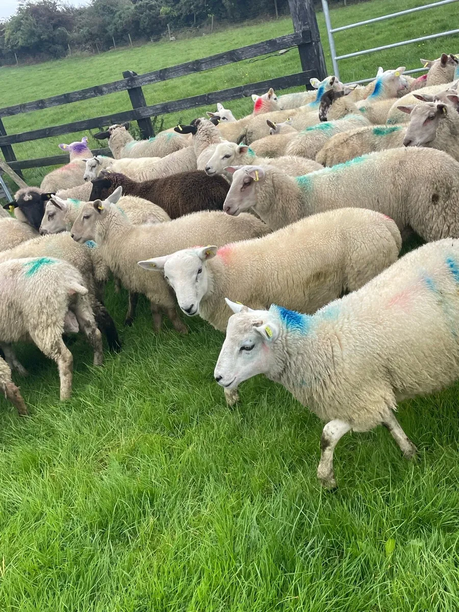 Ewe lambs - Image 2