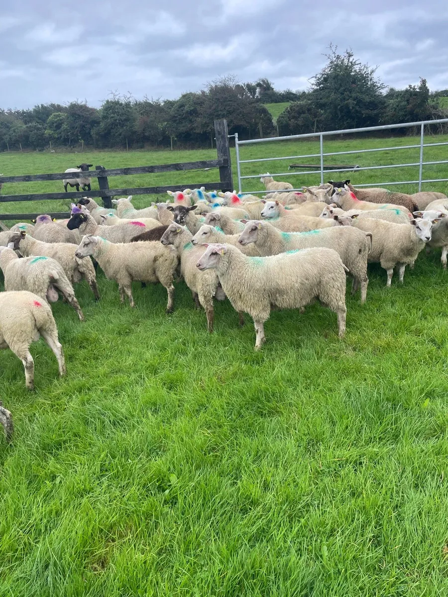 Ewe lambs - Image 3