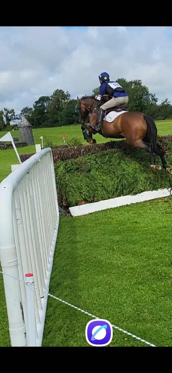 Eventer or Senior Tetrathlon Horse - Image 4