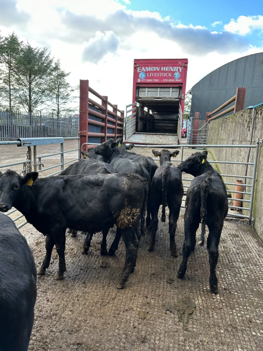 Angus heifers - Image 1