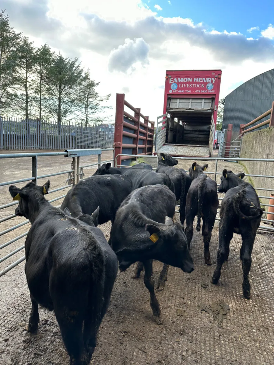 Angus heifers - Image 4
