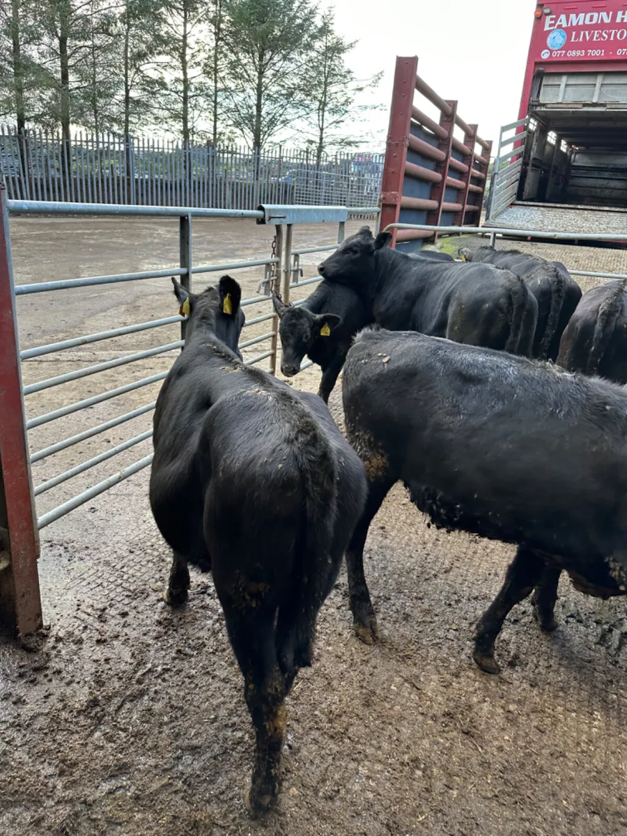 Angus heifers - Image 3
