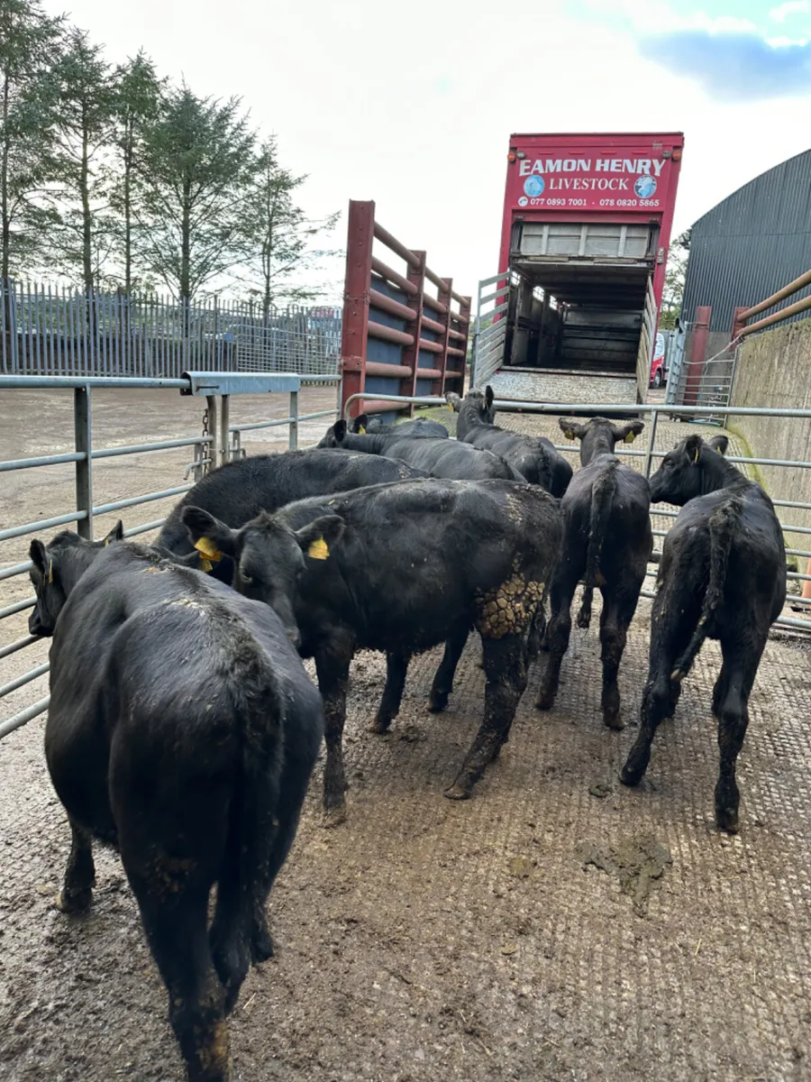 Angus heifers - Image 2