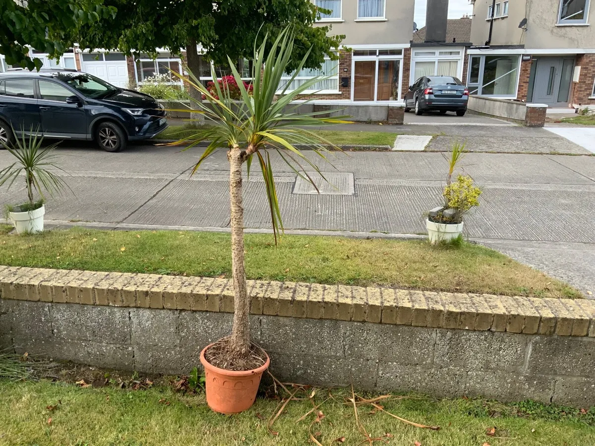 Cordyline