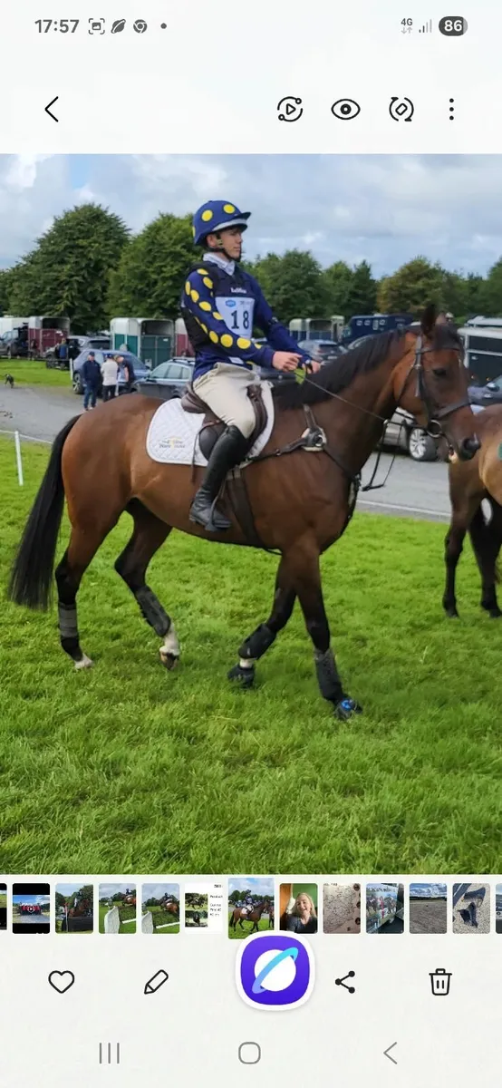 Eventer or Senior Tetrathlon Horse - Image 2
