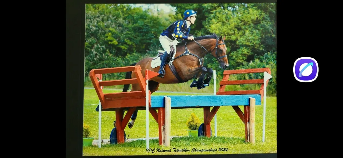 Eventer or Senior Tetrathlon Horse - Image 3
