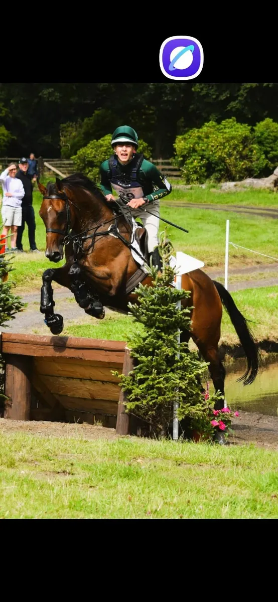 Eventer or Senior Tetrathlon Horse - Image 1