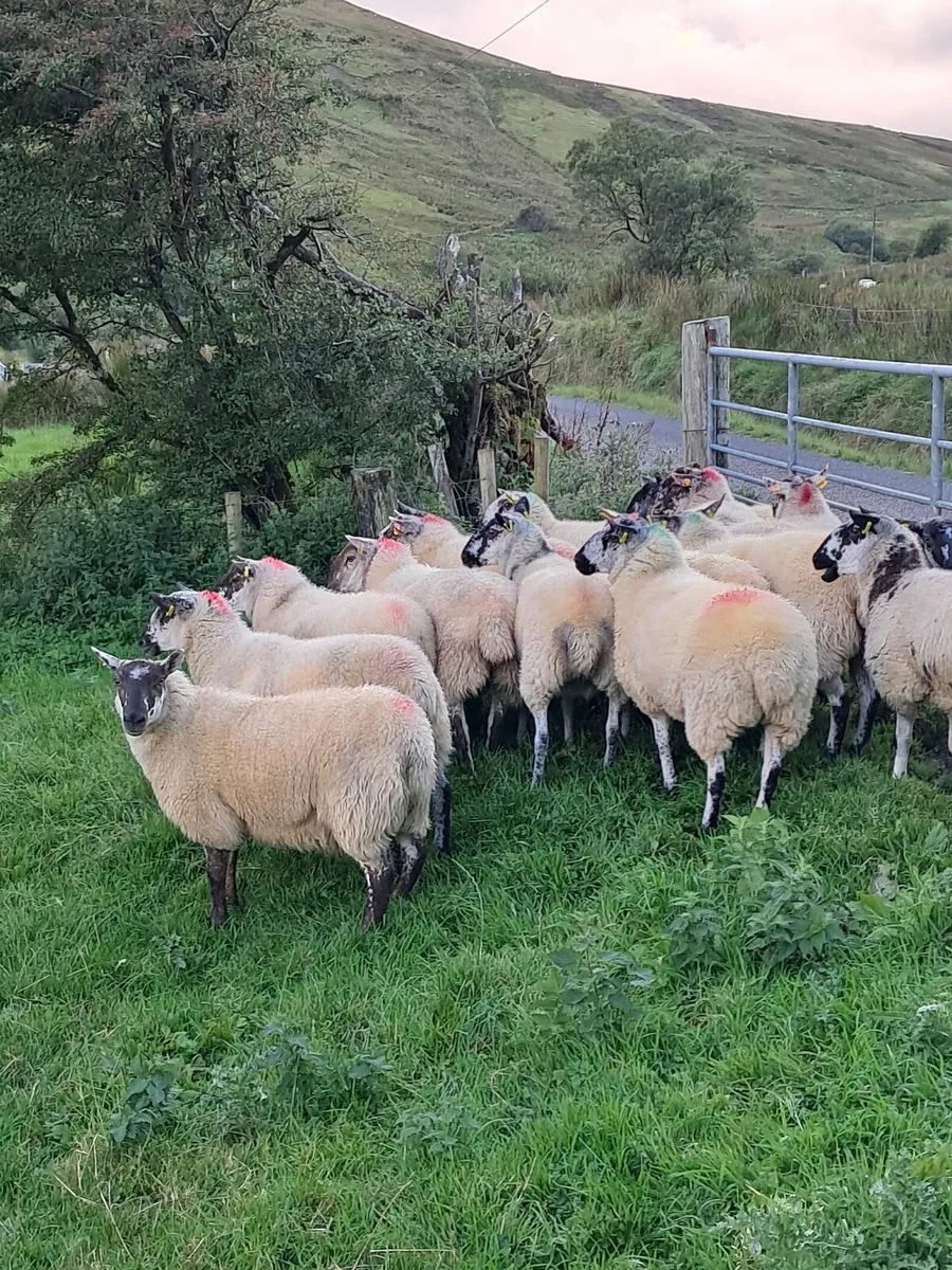 🌟Brockie Hoggets🌟 - Image 1
