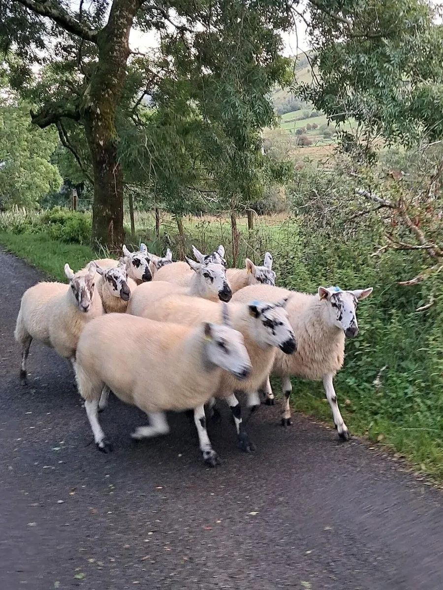 🌟Brockie Hoggets🌟 - Image 3