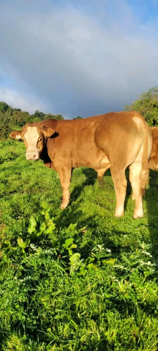 Limousin weanling Bulls and Heifers. Roscrea mart - Image 1
