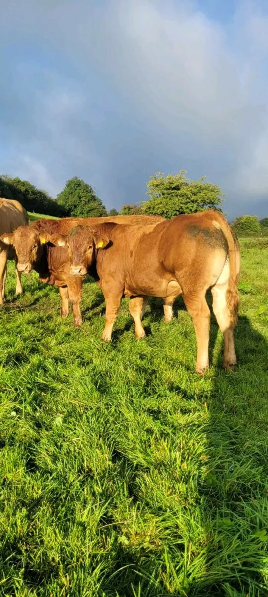 Limousin weanling Bulls and Heifers. Roscrea mart - Image 2